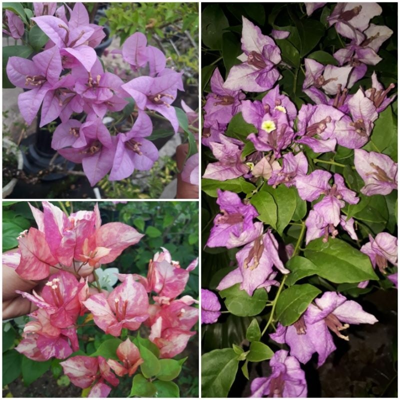 BUNGA KERTAS IMPORT BOUGENVILLE MAJIG BOUTY