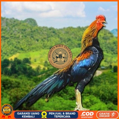 

telur ayam ekor lidi original bisa untuk di tetaskan PRADITA BIBIT TANAMAN