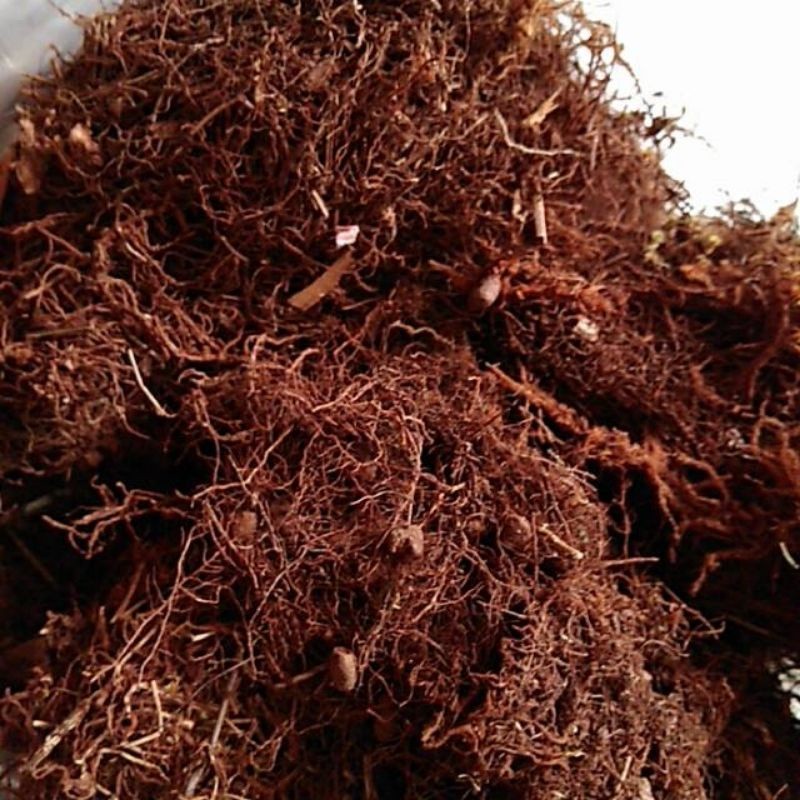 Baru  250 GRM /MEDIA TANAM MOS HITAM/AKAR KADAKA METAN TANAMAN HIAS ANGGREK cangkok tanaman Toko_lok