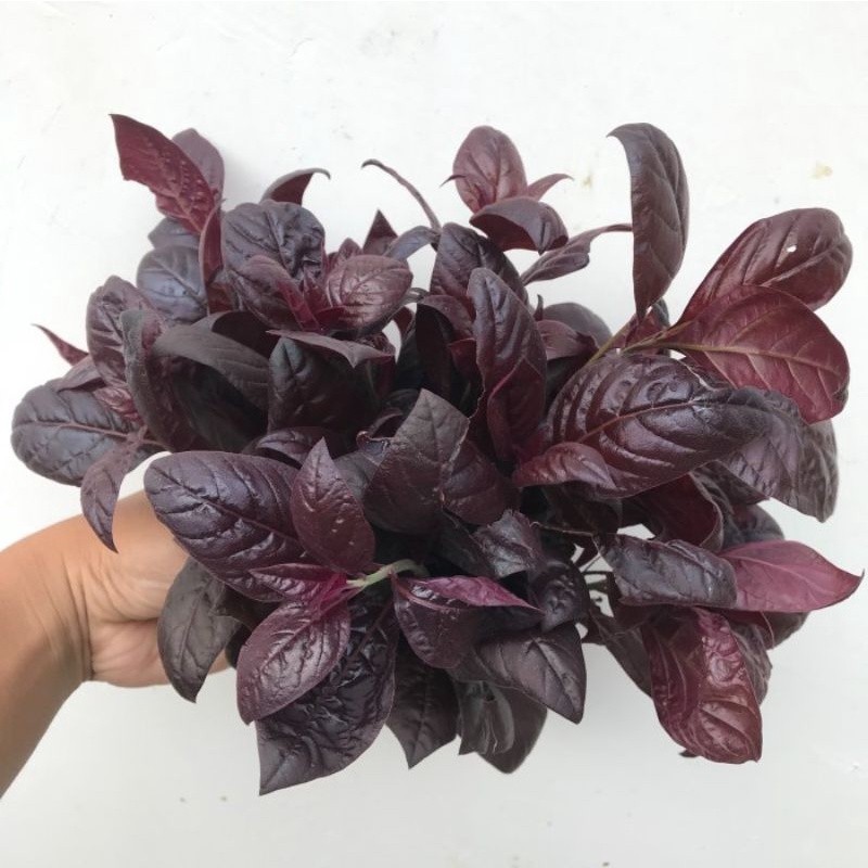 

daun handeleum siem daun ungu fresh 100 grm Y