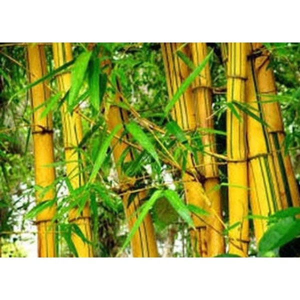 

Gelaskosong11 Promo Akar Bambu Kuning Segar Obat Anti Kanker 1 Kg SA