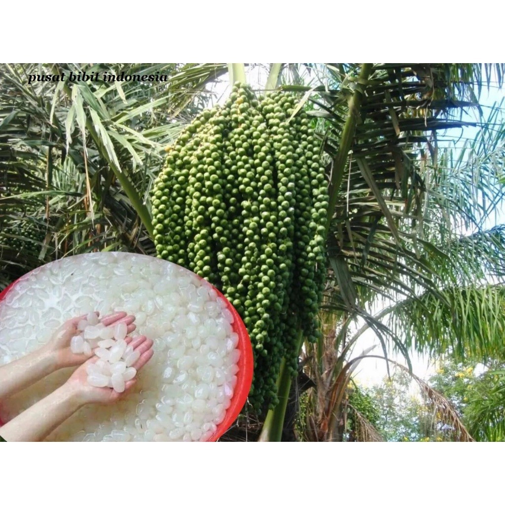 

PROMO SEGAR PAKET 5 KILO KOLANG KALING PRES KWALITAS NO SATU ready