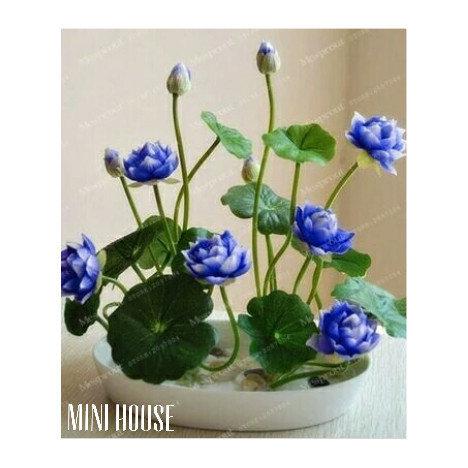 Biji Benih Teratai Lotus Biji Teratai Mini Lotus Mini Bunga Lotus