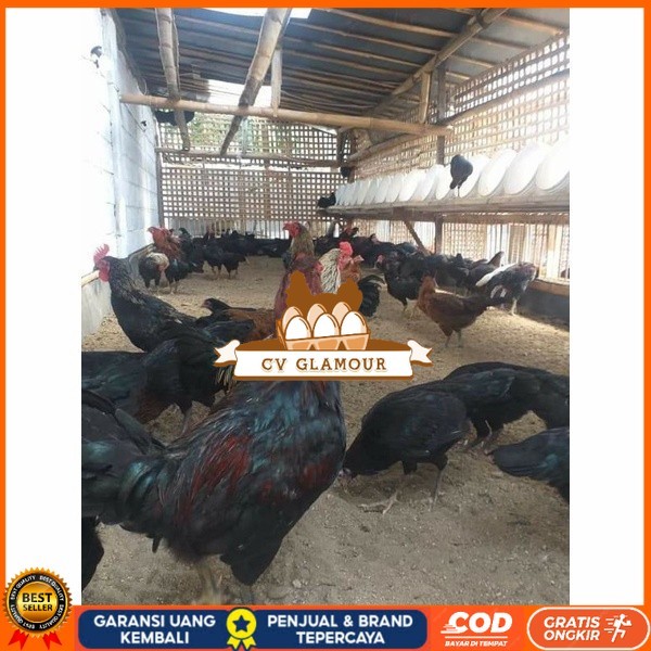 

Telur ayam KUB petelur handal siap ditetaskan - telur ayam kub CV GLAMOUR