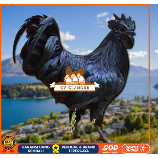 

telur ayam cemani lidah hitam (asli) bisa untuk di tetaskan super CV GLAMOUR