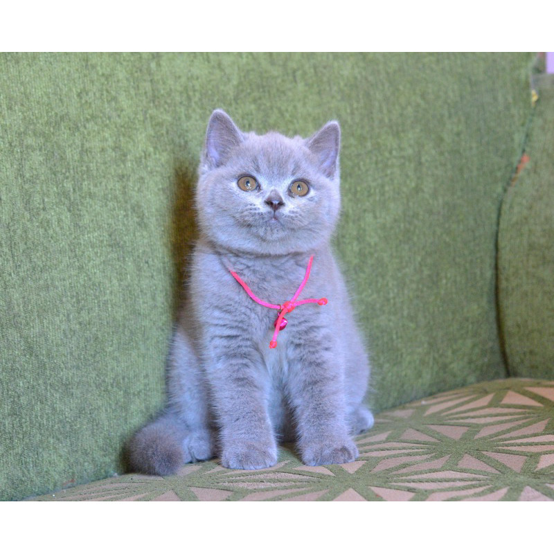 kucing bsh blue solid jantan kitten