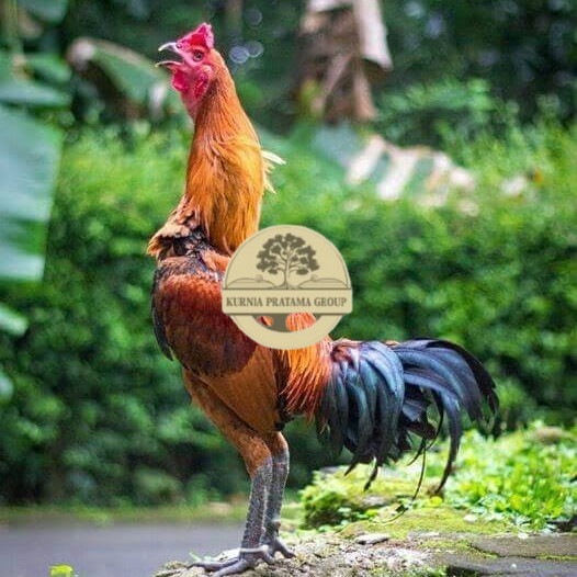 

Telur ayam bangkok pama mangon petarung fertil siap ditetaskan KURNIA PRATAMA GROUP