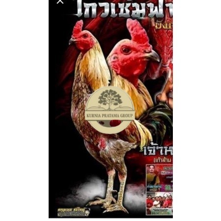 

Telur fertil ayam aduan yokeree x ninja kualitas super / mangon iq /pama iq / mangon vip / pama vip / bangkok super / pamalaw / pakhoy / khoyngon KURNIA PRATAMA GROUP
