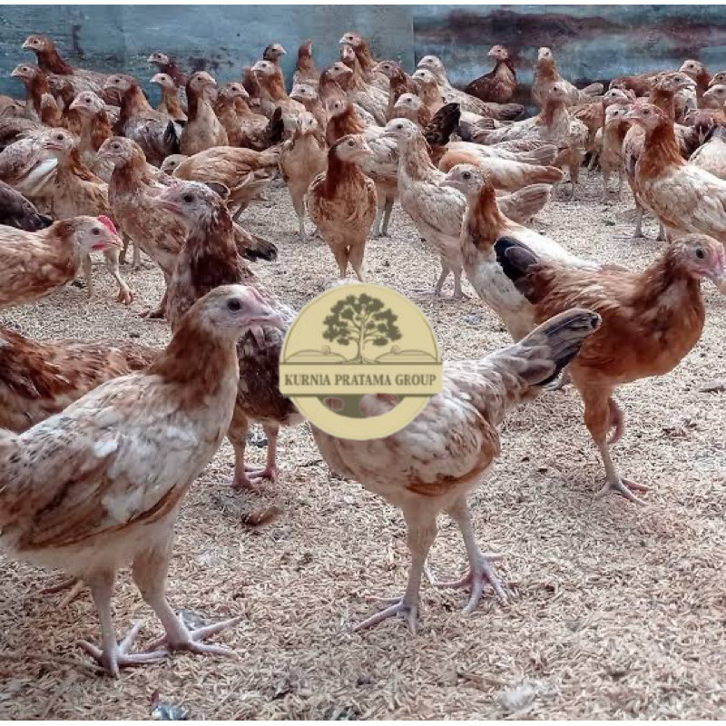 

TELUR FERTIL AYAM ELBA PETELUR HANDAL INDUKAN TERSELEKSI UNTUK DITETASKAN KURNIA PRATAMA GROUP