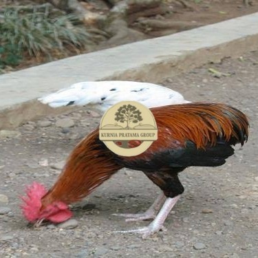 

Telur ayam tukung / telur ayam hias / telur fertil siap ditetaskan KURNIA PRATAMA GROUP