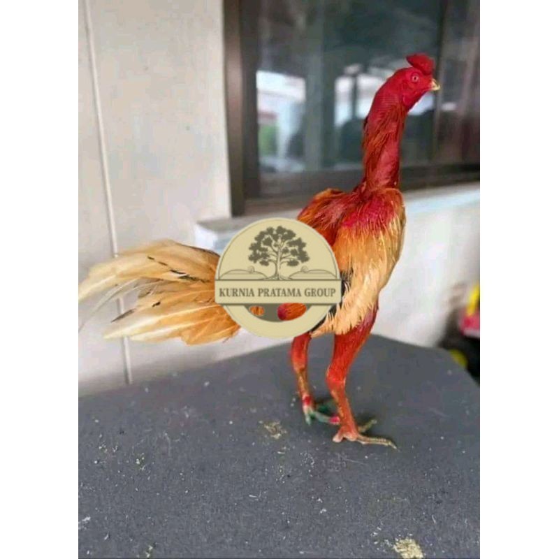 

TELUR FERTIL PLUCKER ORIGINAL KURNIA PRATAMA GROUP