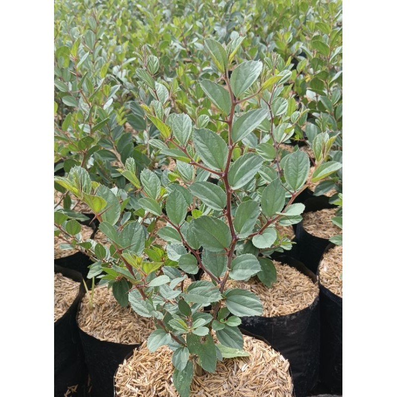 Tanaman herbal daun Bidara Arab asli sudah bercabang dan rimbun