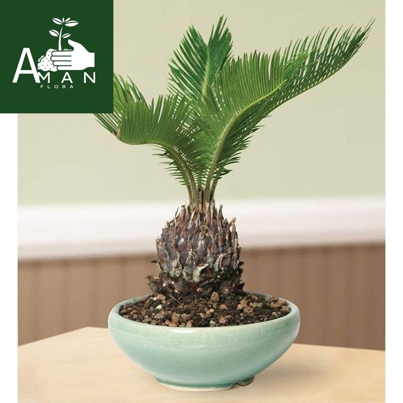 ` ( BISA COD ) Jenis Pohon Palem Tanaman Hias Pohon Palem Macam2 Tanaman Palem / Palem Sikas - Palm 