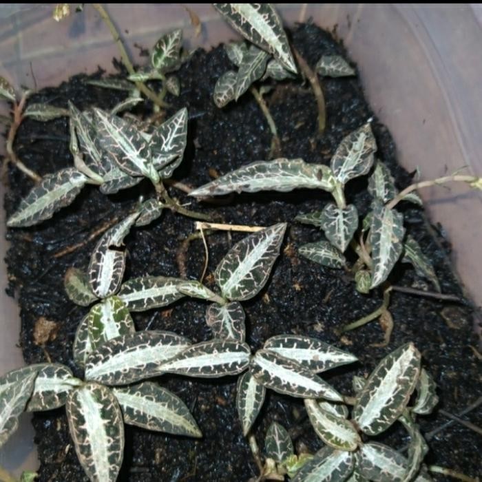 

Ready stok jaweul orcid ki aksara merah