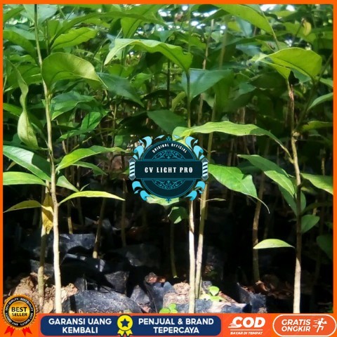 BIBIT TANAMAN KAYU GAHARU/ POHON GAHARU KALIMANTAN Bibit Tanaman Super Unggul CV LIGHT PRO
