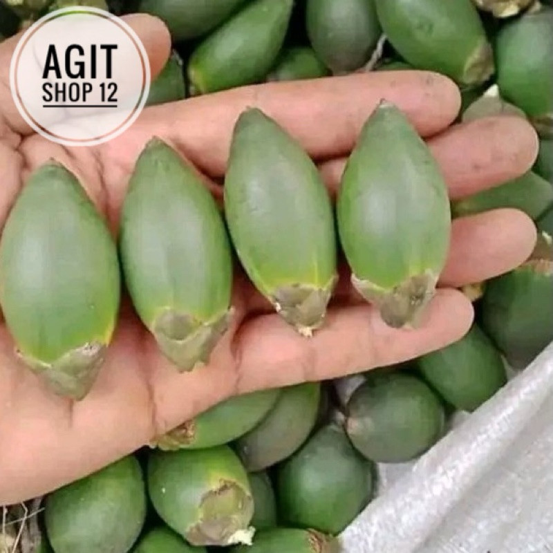 

Promo Pinang Muda / Jambe Muda Fresh Dan Segar