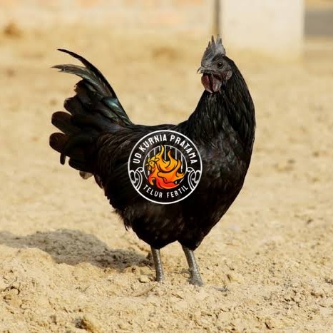 

Telur ayam cemani / telur ayam hias / telur fertil siap kirim UD KURNIA PRATAMA