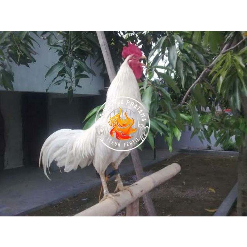 

TELUR AYAM KETAWA DANGDUT GRETEK SLOW UNTUK DI TETASKAN UD KURNIA PRATAMA