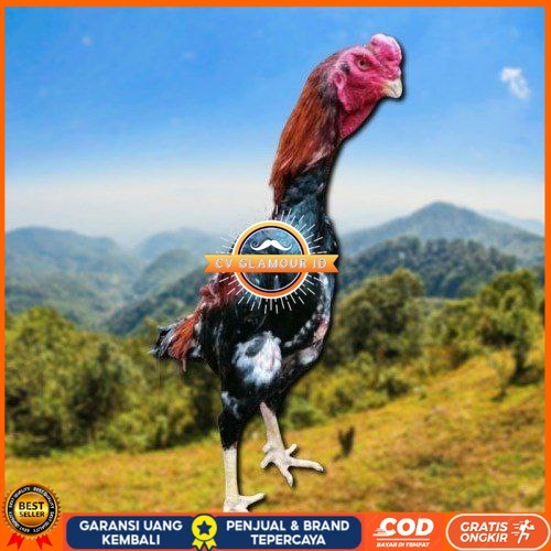 

telur ayam shamo jepang ori petarung bisa untuk di tetaskan CV GLAMOUR ID
