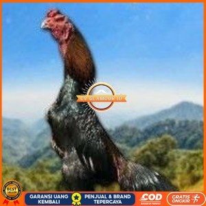 

telur tetas ayam shamo hitam merah CV GLAMOUR ID
