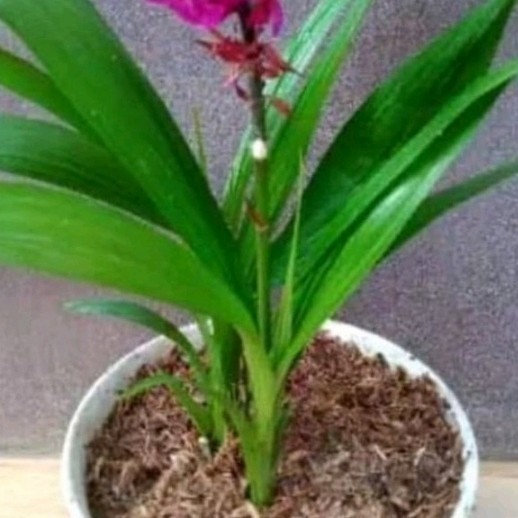 

Ready stok New tanaman hias anggrek tanah cantik siap tanam