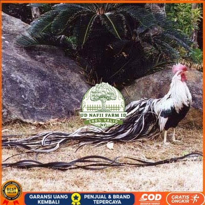 

Telur ayam hias onagadori ekor panjang fertil asli siap ditetaskan - ayam onagadori UD NAFII FARM ID