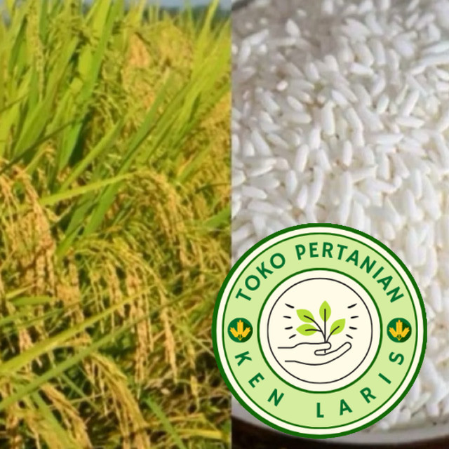 

1 KG BENIH PADI KETAN PUTIH GRENDEL SUPER (B.B.19)