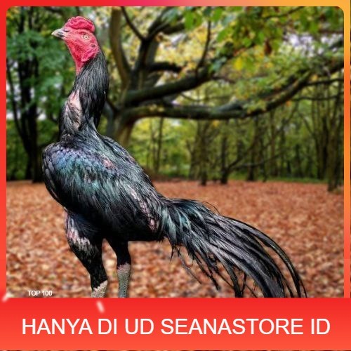 

Telur Ayam Pakhoy Super Vertil Siap Di Tetaskan Jaminan Super Oiginal Bergaransi super UD SEANASTORE ID