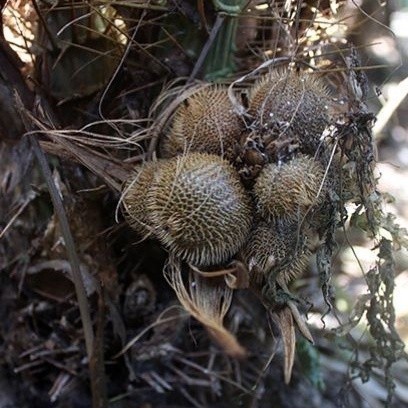 

[TERMURAH] SALAK GADING | kwalitas bibit unggul | PLUS BONUS 1 PUPUK GRATIS terlaris