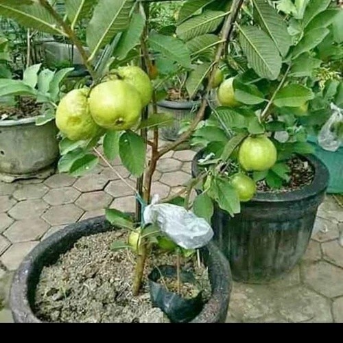 Bibit Jambu Kristal Tanpa Biji, Bibit Jambu Kristal Merah, Bibt Jambu Kristal Kondisi Berbunga Bibit