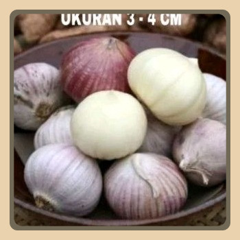 

Bawang Putih Tunggal 1 Kg JUMBO SUPER - Bawang Lanang - Bawang Putih Lanang