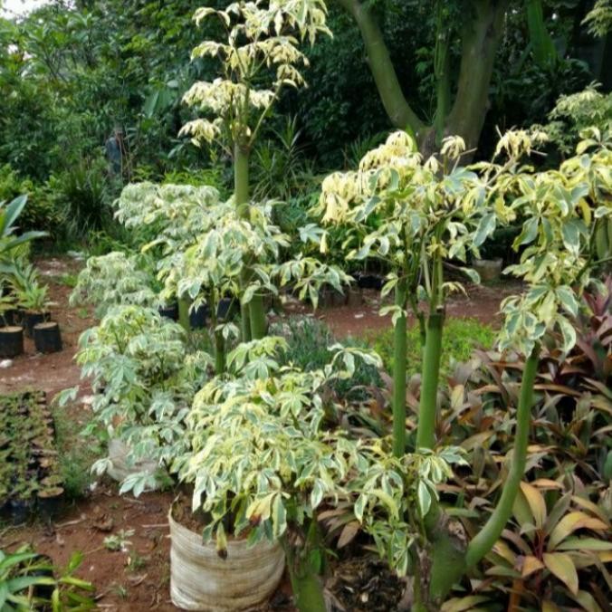 tanaman hias pohon kapuk variegata