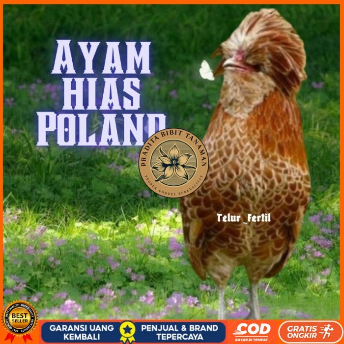 

telur ayam hias Poland bisa untuk di tetaskan original berkualitas PRADITA BIBIT TANAMAN