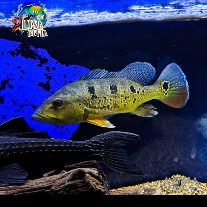 Pbass Brokopondo Peacock Bass 7-9 cm Ocellaris Pibass