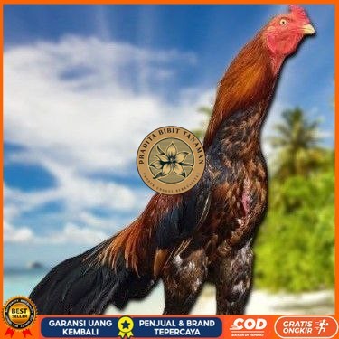 

TELUR BANGKOK RAJA FRESH FERTIL PRADITA BIBIT TANAMAN