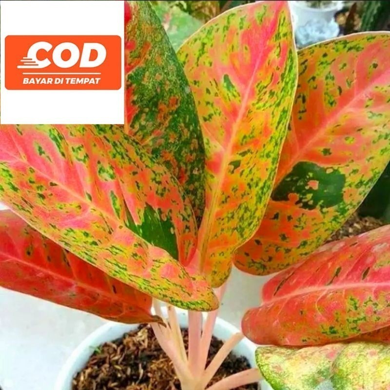 Bunga Hidup Aglonema big roy cantik || BUKAN BONGGOL - tanaman cantik hidup - bunga hidup - bunga ag