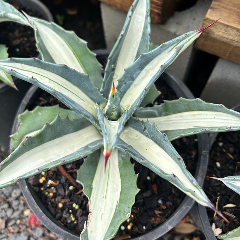 Tanaman Hias Agave Americana