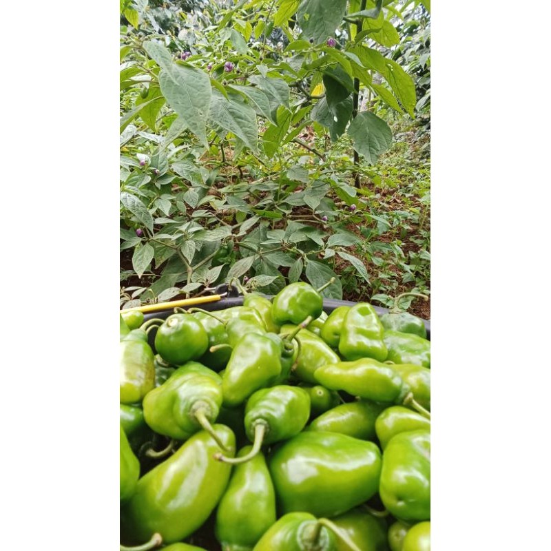

READY MURAH 1 Kg Cabe Gendot Cabai Bendot Bandung Fresh