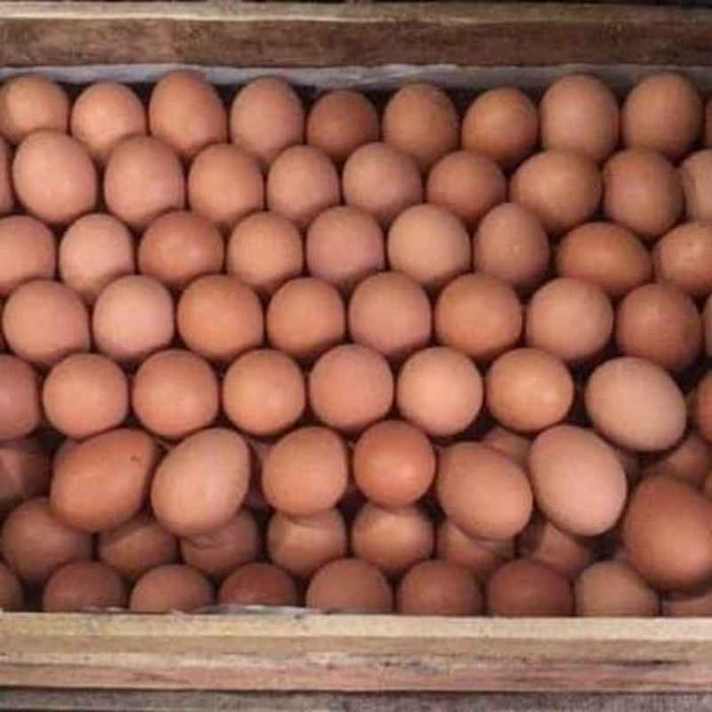 

Telur Ayam Negeri Curah Per Peti/Per Ikat @ 15 kg