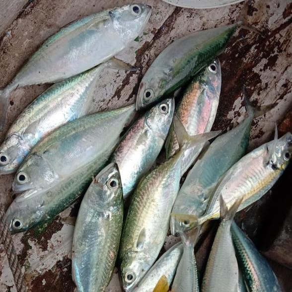 

Ikan Kembung Banjar 250gr