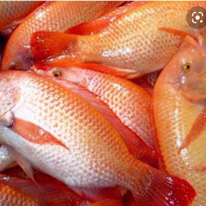 

Ikan Nila 1 kg