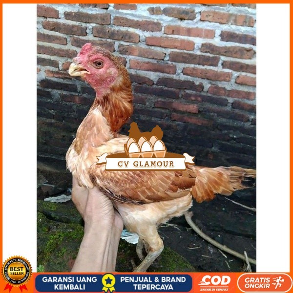 

Asel Beak Parrot terlur terlaris CV GLAMOUR