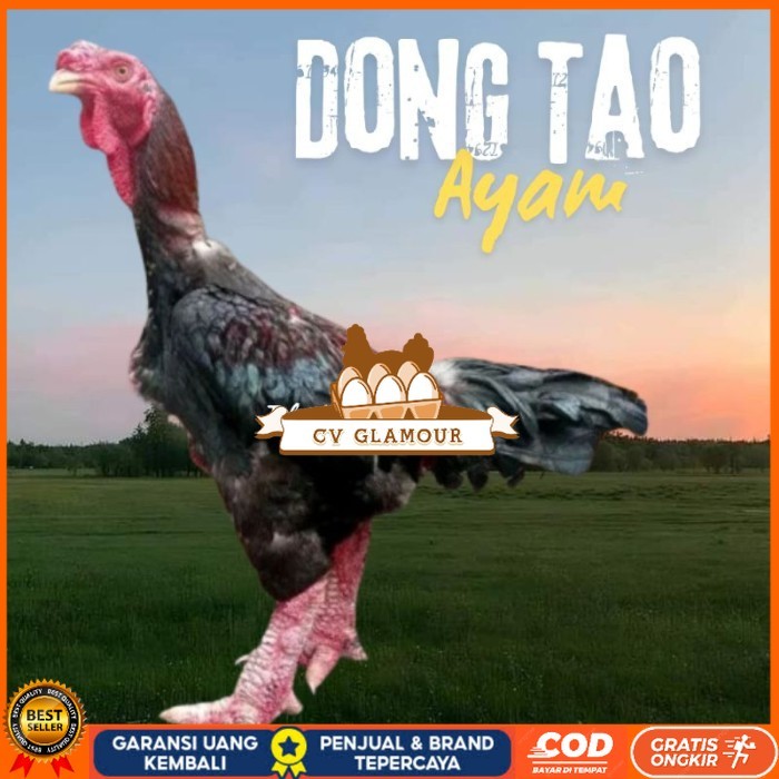 

telur ayam dong tao Vietnam ori bisa untuk di tetaskan original berkualitas CV GLAMOUR