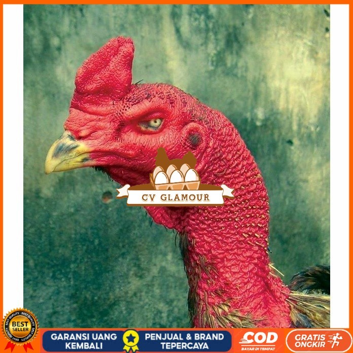 

telur ayam petarung saigon fertil asli siap ditetaskan - ayam saigon CV GLAMOUR