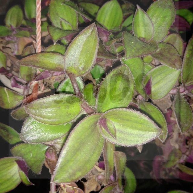 

Daun Kuping Kera Segar - Tanaman Gantung Alami