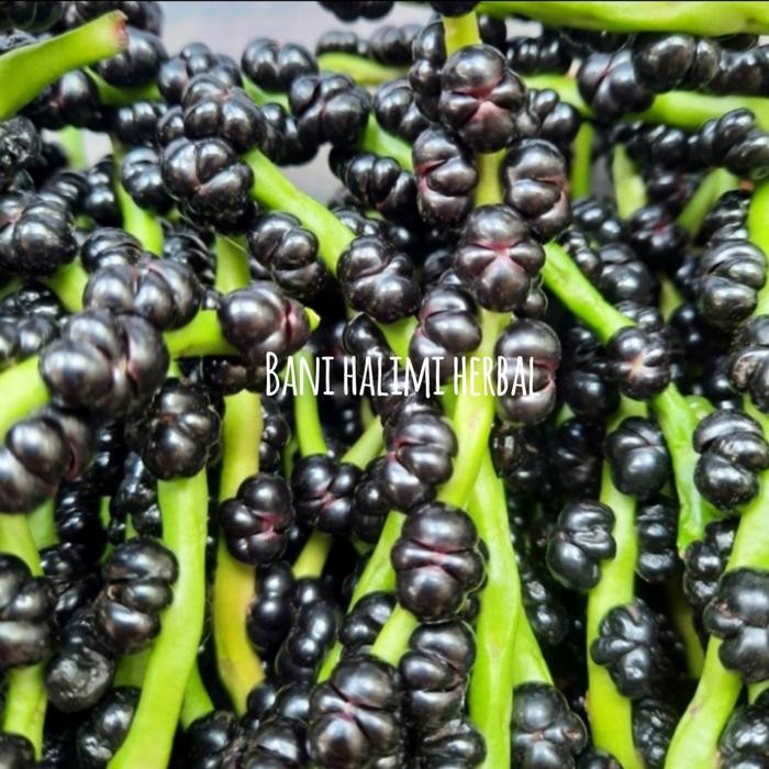 

Hemat Buah Angkung/Binahong Segar 100 biji ready
