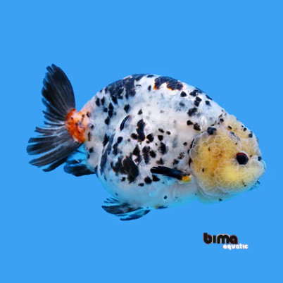 Kebutuhan aquarium Mini Cow / Ranchu Sapi Jumbo / Sapi Air / Ranchu Jumbo Sapi Calico 8-10cm Grade A