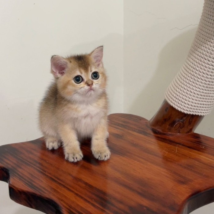 kucing bsh golden betina kitten