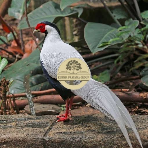 

Telur ayam hias ringneck silver pheasant fertil untuk ditetaskan KURNIA PRATAMA GROUP