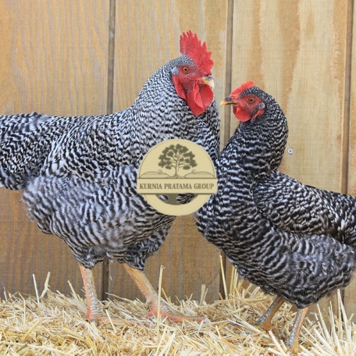 

Telur ayam hias barred rock fertil asli siap ditetaskan - barred-rock KURNIA PRATAMA GROUP